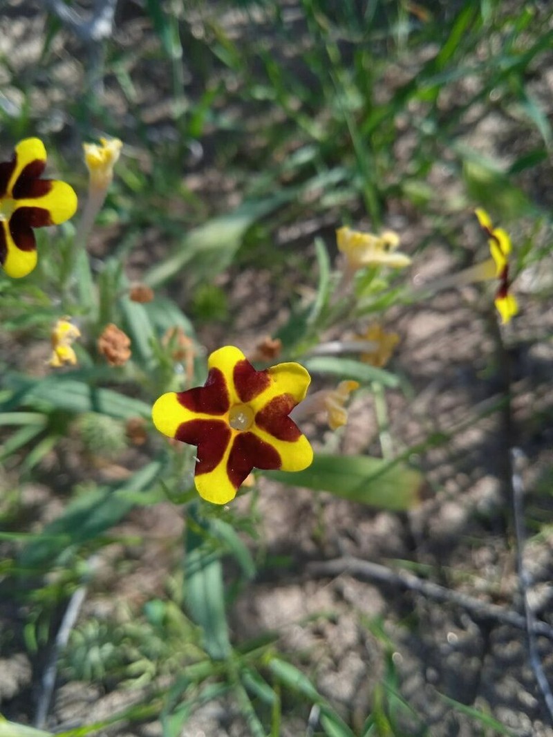 Arnebia coerulea