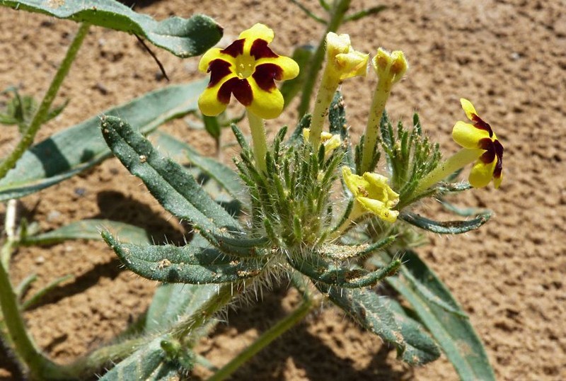 Arnebia coerulea photo 2