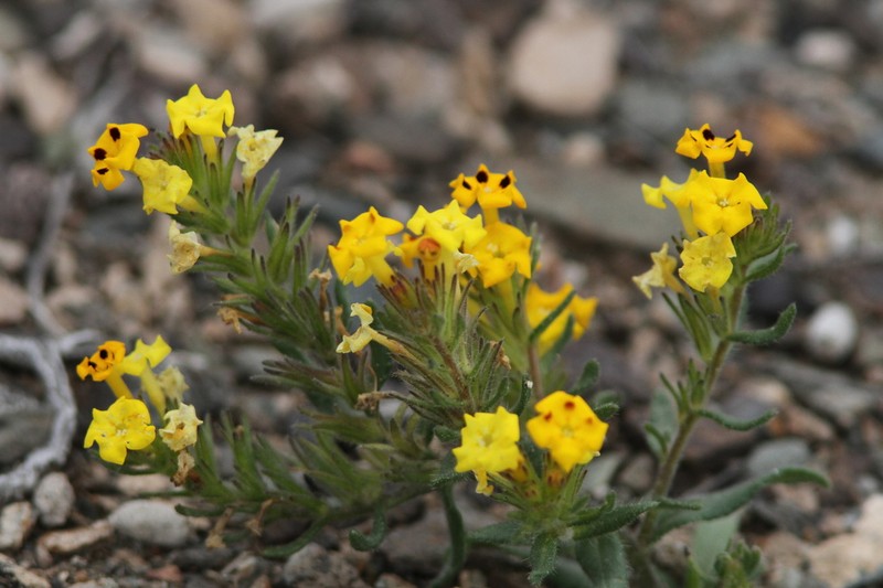 Arnebia coerulea photo 3