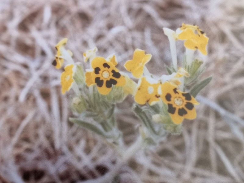 Arnebia coerulea photo 4