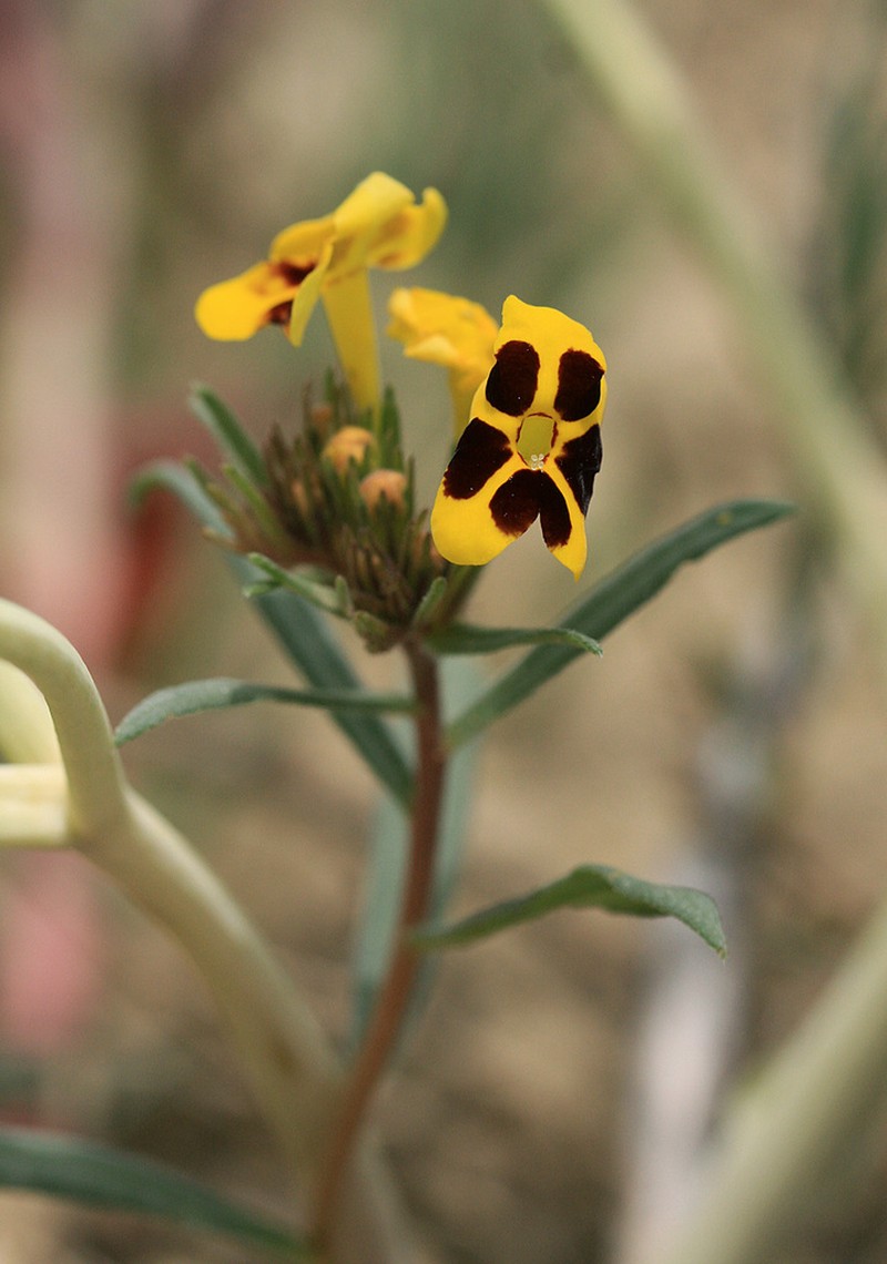 Arnebia coerulea photo 5