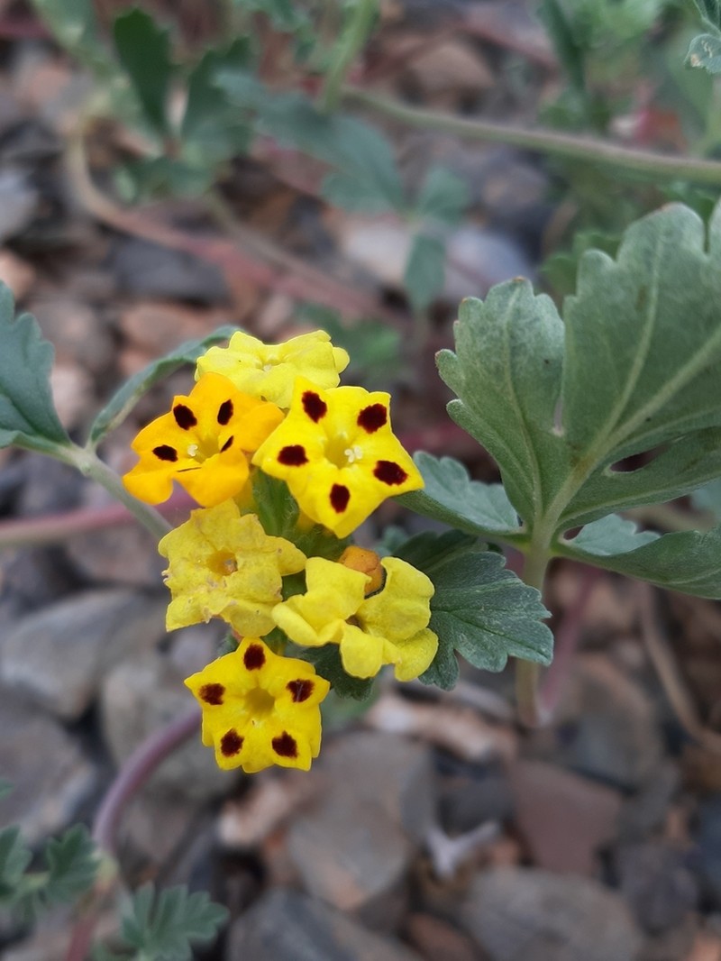 Arnebia coerulea photo 6