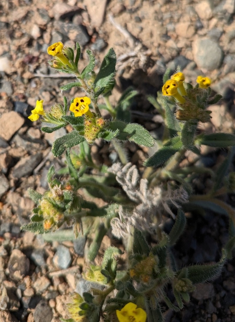 Arnebia coerulea photo 7