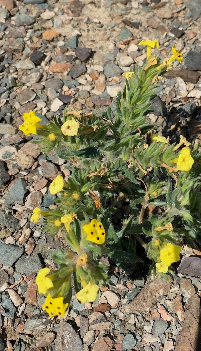 Arnebia coerulea photo 8
