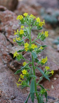 Arnebia decumbens