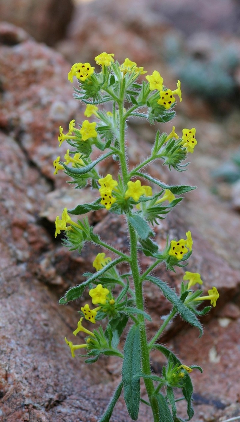 Arnebia decumbens