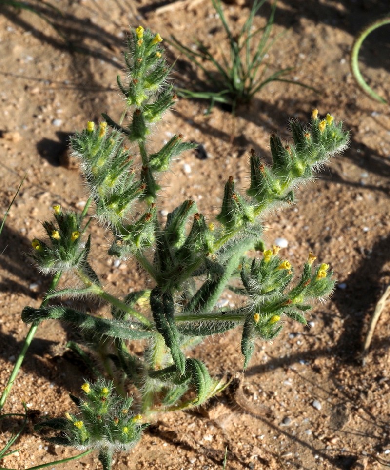 Arnebia decumbens photo 2