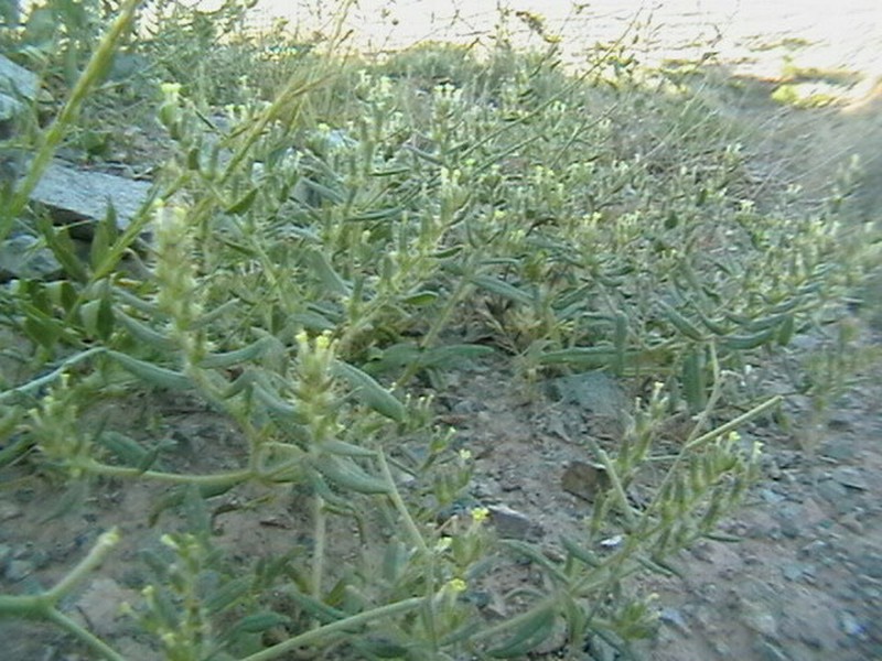 Arnebia decumbens photo 3