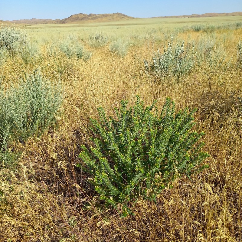 Arnebia decumbens photo 4