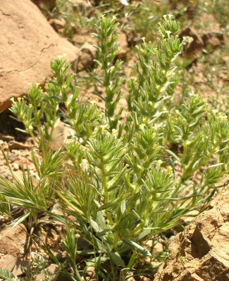 Arnebia decumbens photo 5