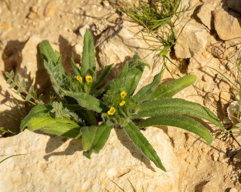 Arnebia decumbens photo 6