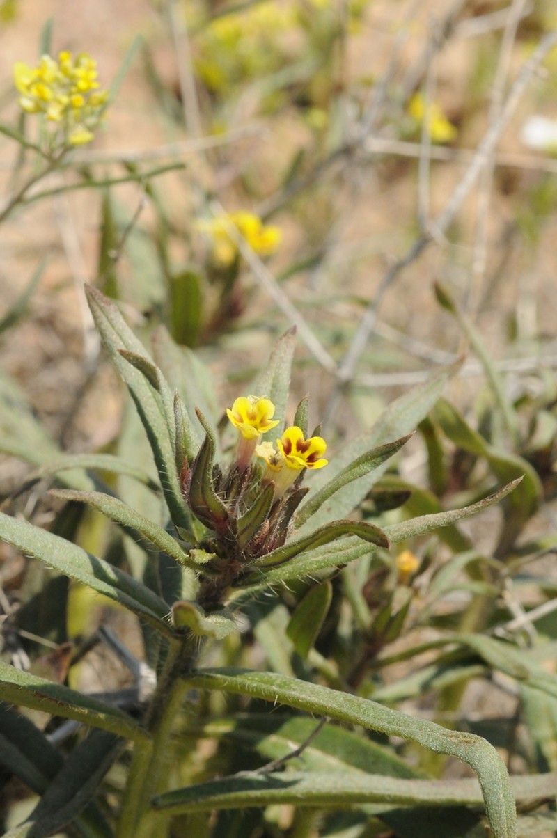 Arnebia decumbens photo 7