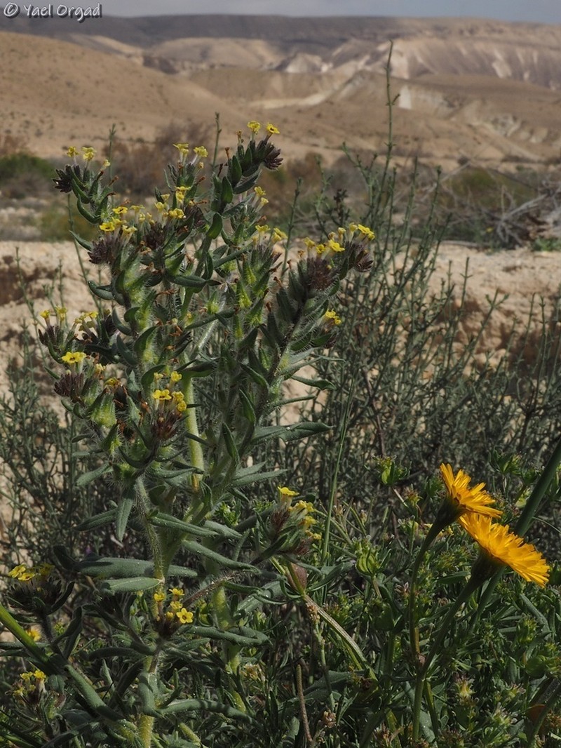 Arnebia decumbens photo 8