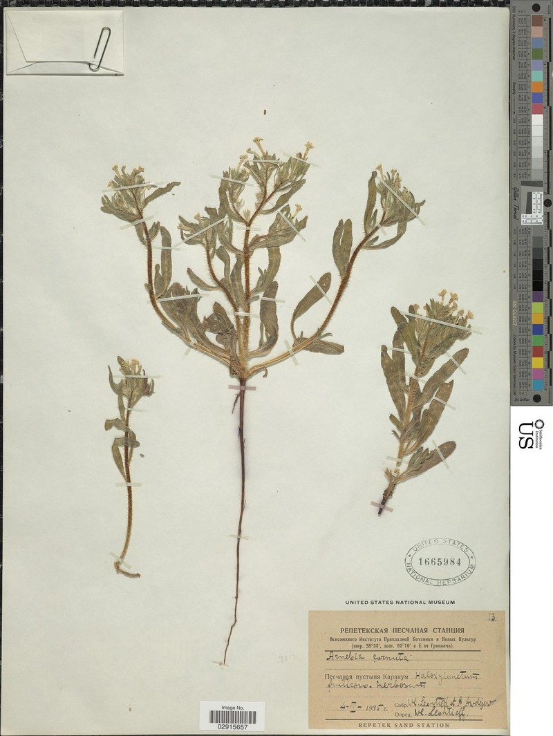 Arnebia decumbens subsp. decumbens