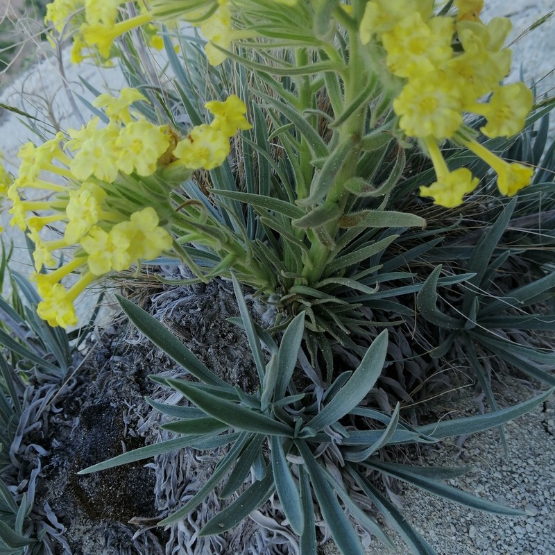 Arnebia densiflora photo 2