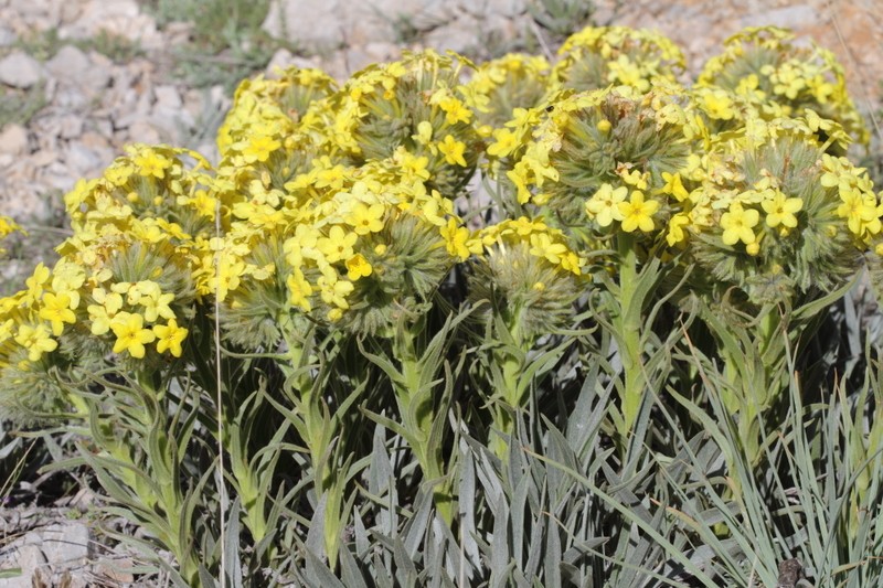 Arnebia densiflora photo 3