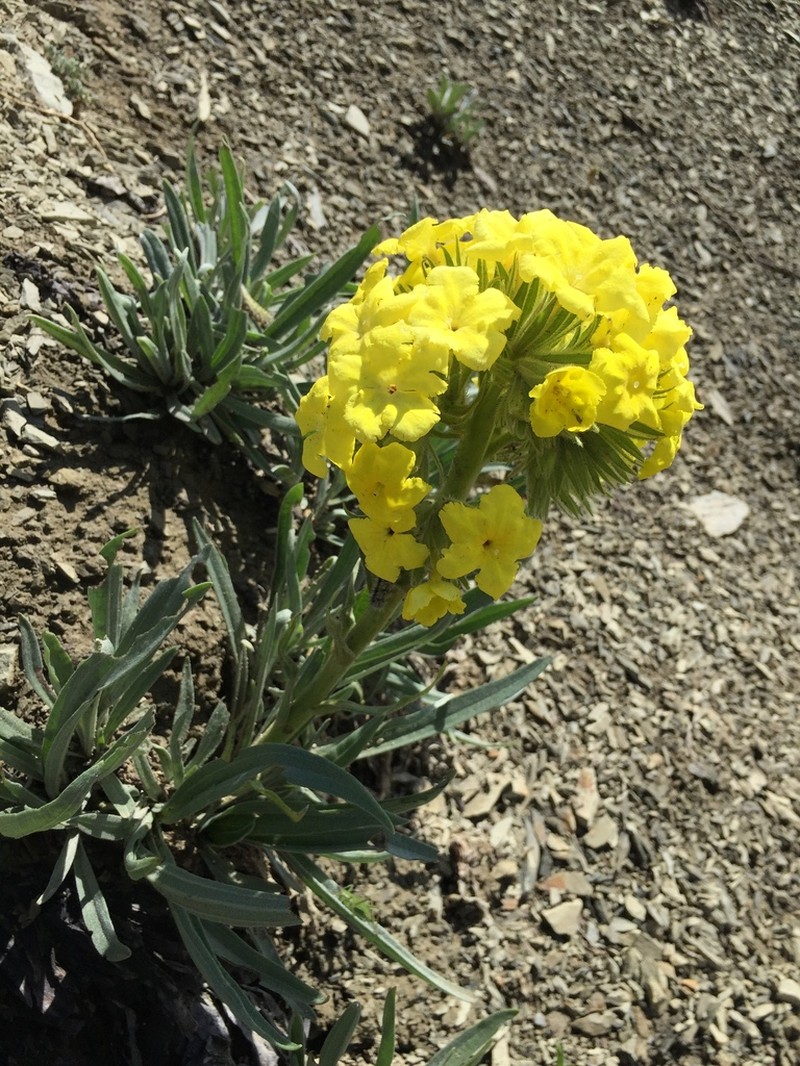 Arnebia densiflora photo 4