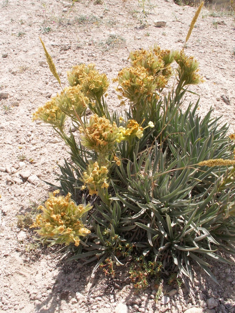 Arnebia densiflora photo 5