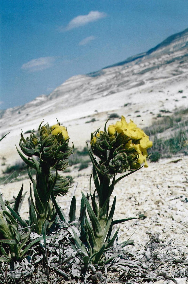 Arnebia densiflora photo 6