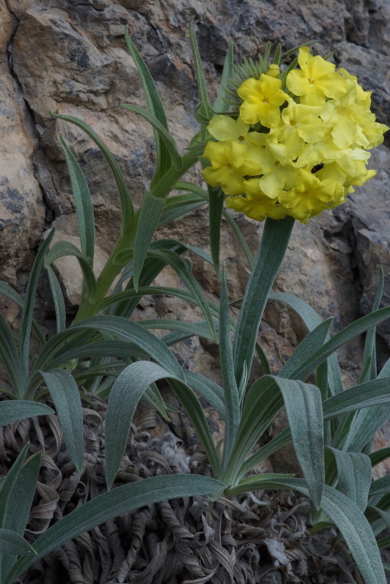 Arnebia densiflora photo 7