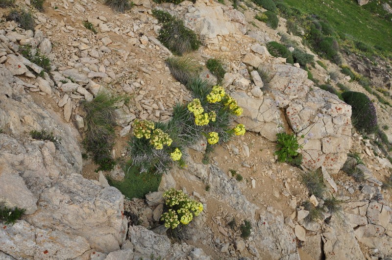 Arnebia densiflora photo 8