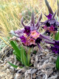 Arnebia euchroma
