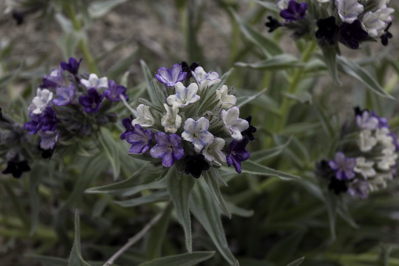 Arnebia euchroma photo 2