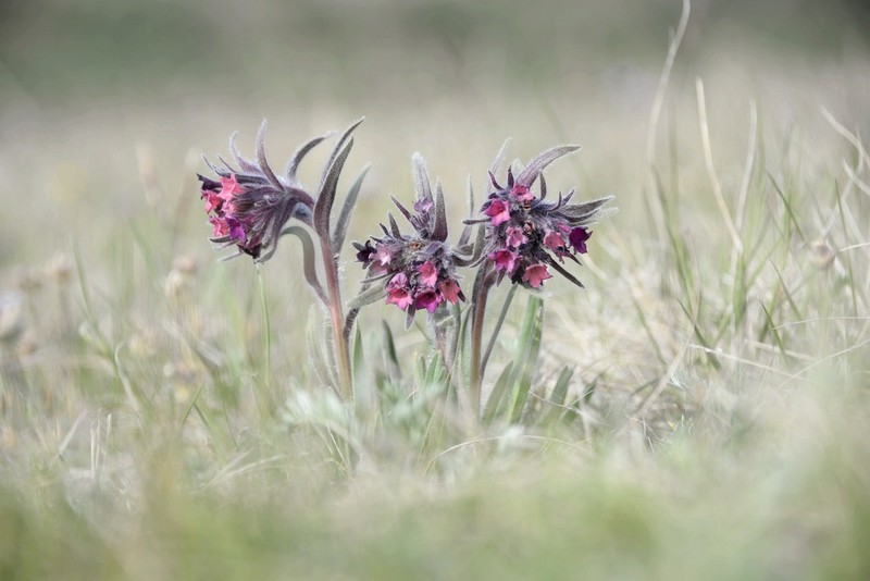 Arnebia euchroma photo 3
