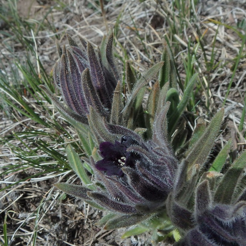 Arnebia euchroma photo 4