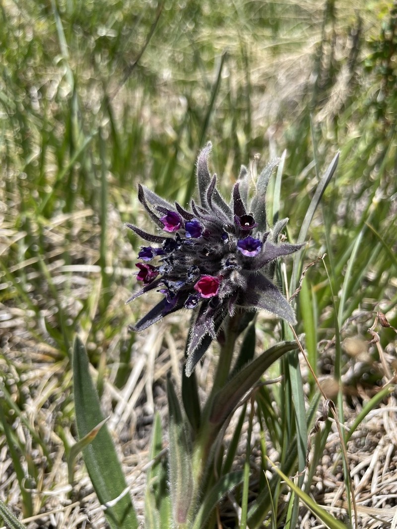 Arnebia euchroma photo 6