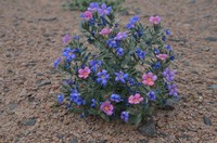 Arnebia fimbriata