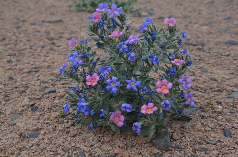 Arnebia fimbriata
