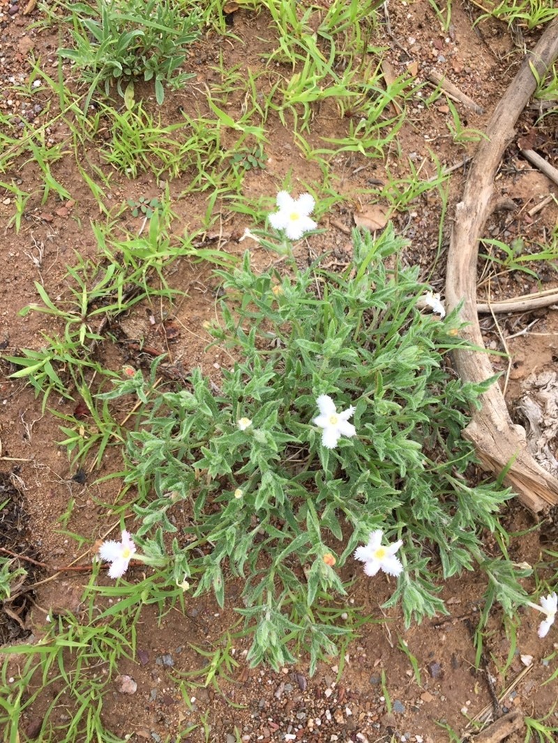 Arnebia fimbriata photo 2