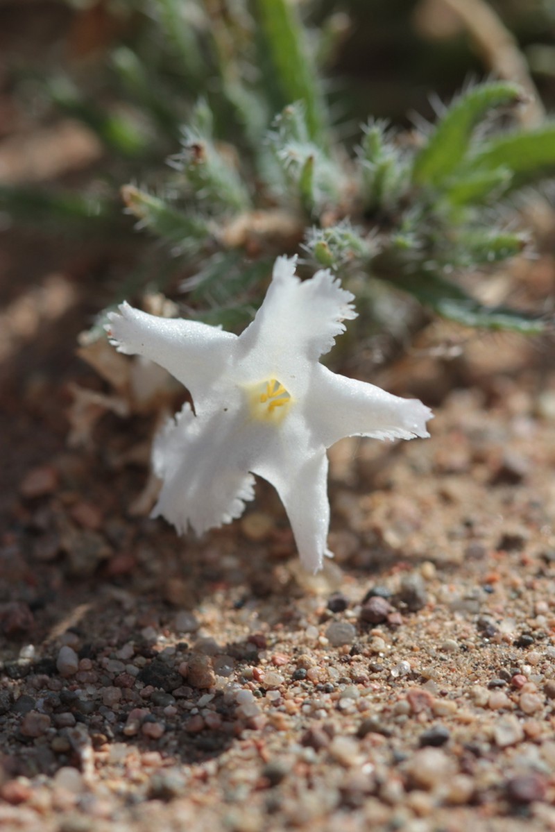 Arnebia fimbriata photo 3