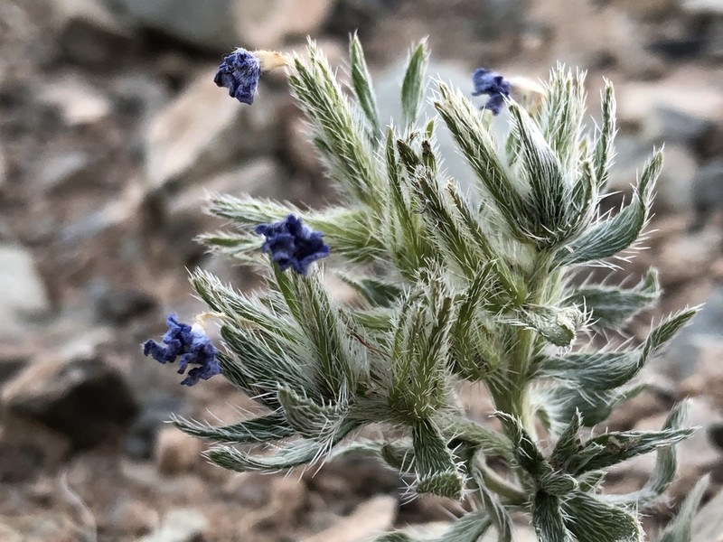 Arnebia fimbriata photo 7