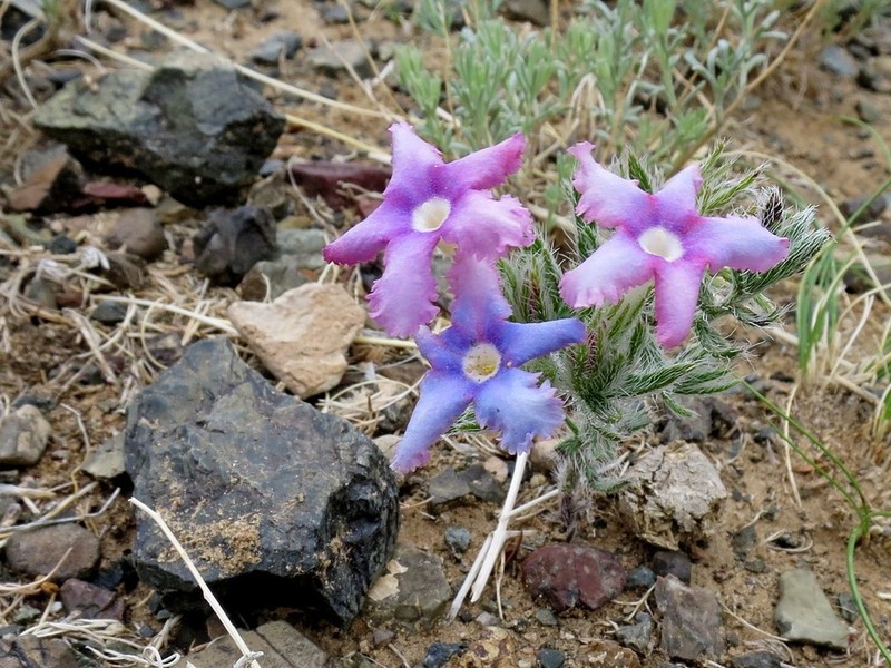 Arnebia fimbriata photo 8