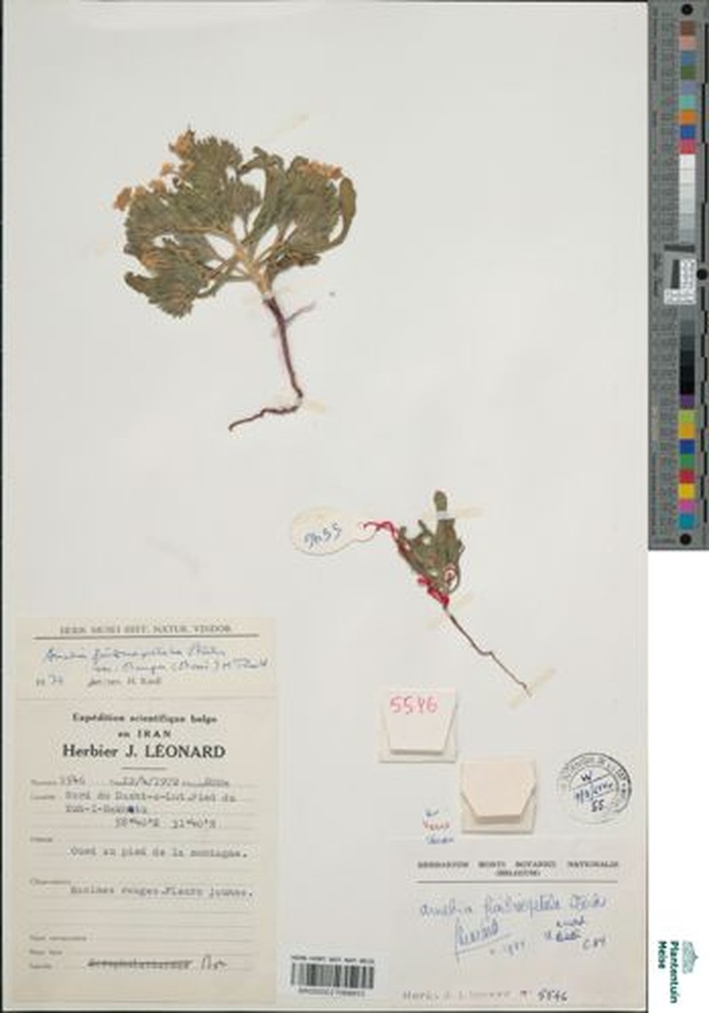 Arnebia fimbriopetala photo 2