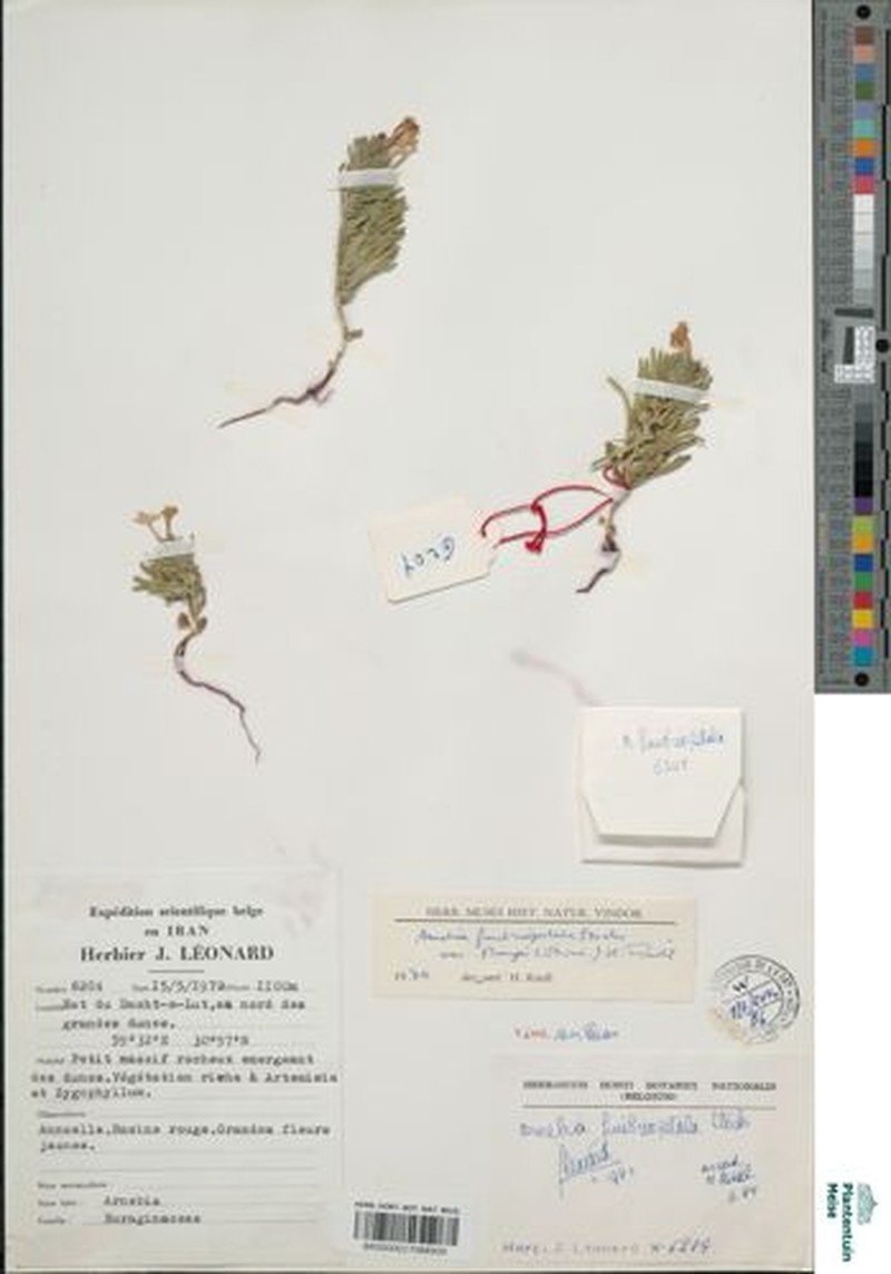 Arnebia fimbriopetala photo 3