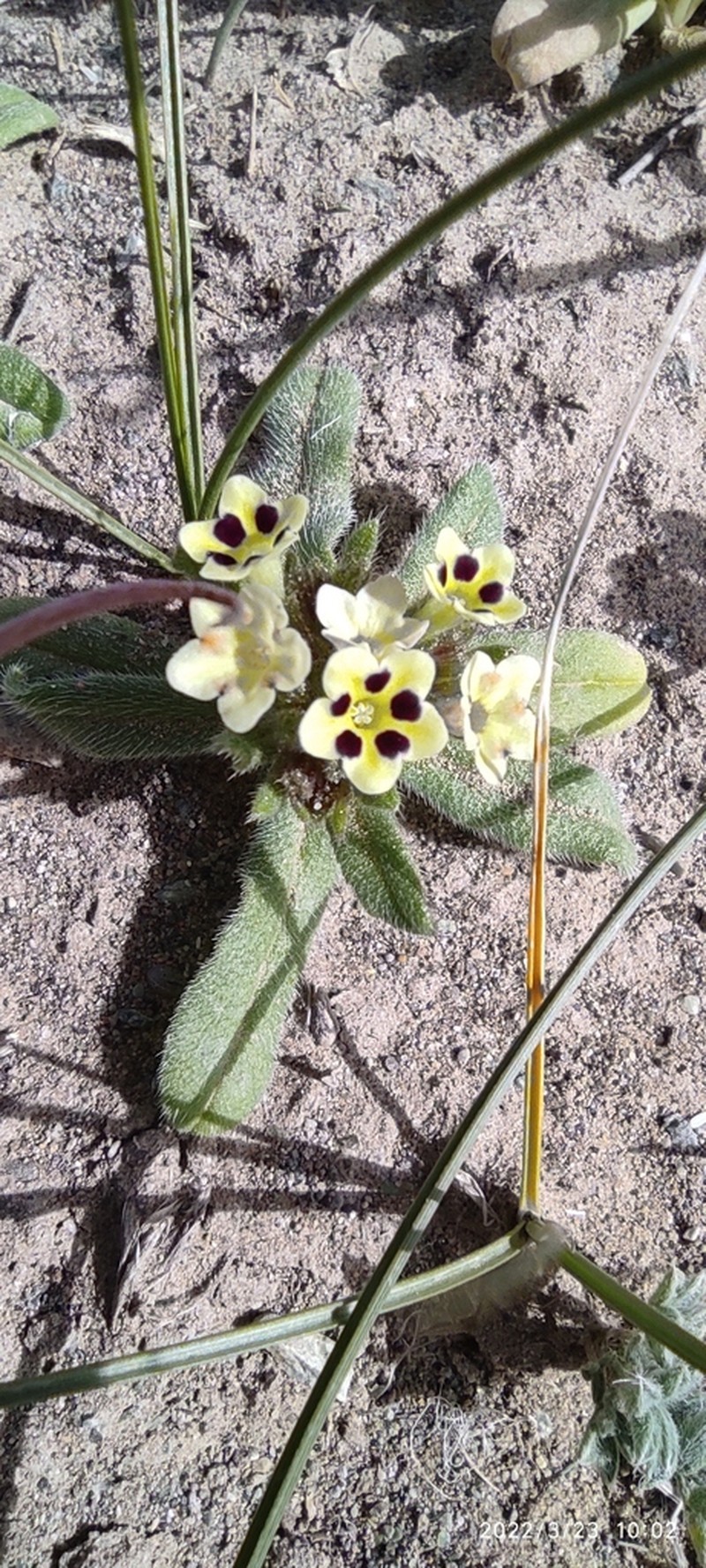 Arnebia fimbriopetala