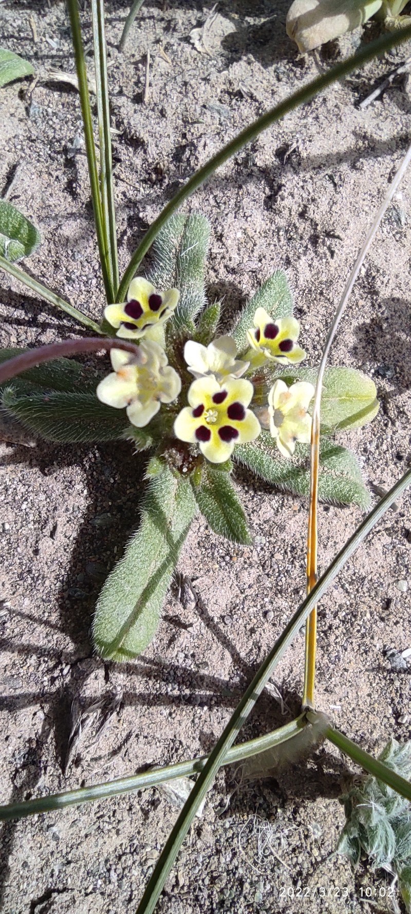 Arnebia fimbriopetala photo 4