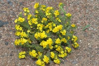 Arnebia guttata
