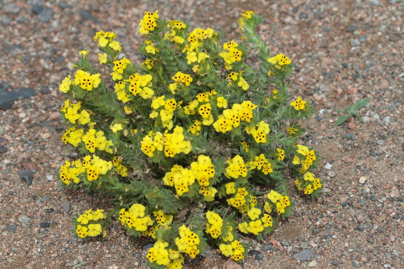 Arnebia guttata