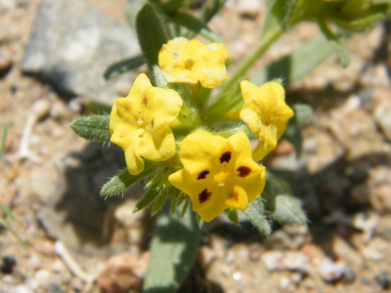 Arnebia guttata photo 3