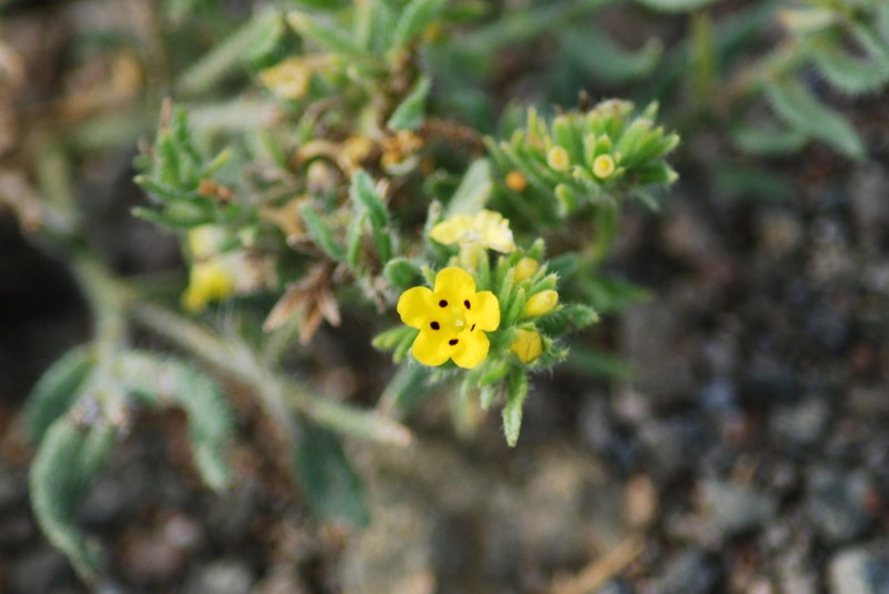 Arnebia guttata photo 4