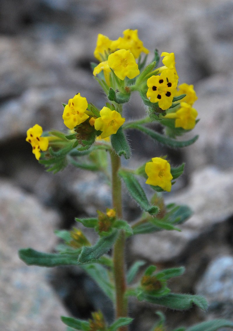 Arnebia guttata photo 6