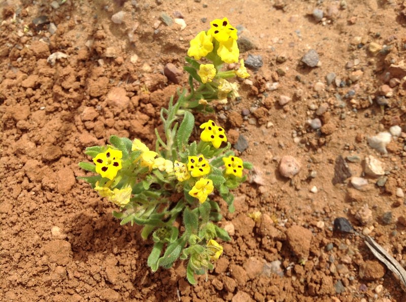 Arnebia guttata photo 8