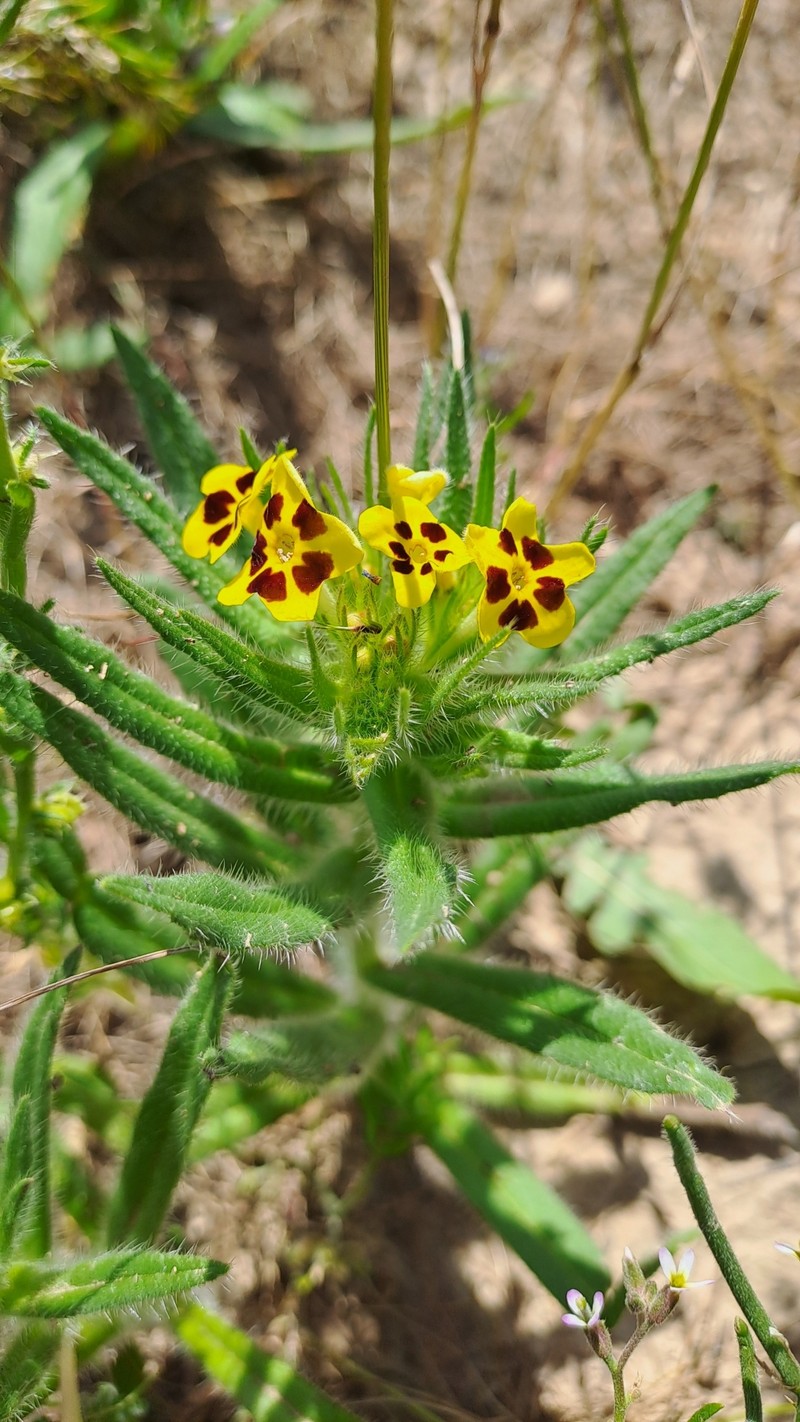 Arnebia guttata subsp. guttata