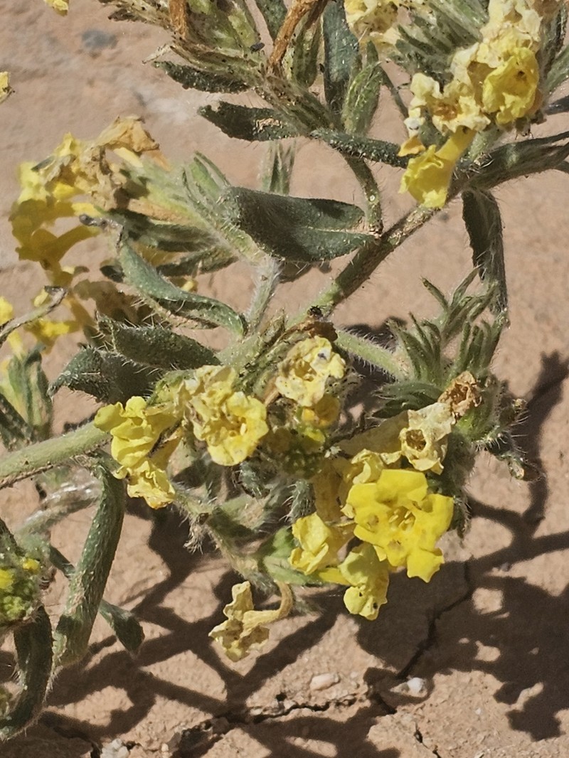 Arnebia guttata subsp. guttata photo 2