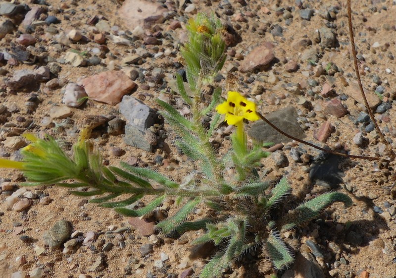 Arnebia guttata subsp. guttata photo 3