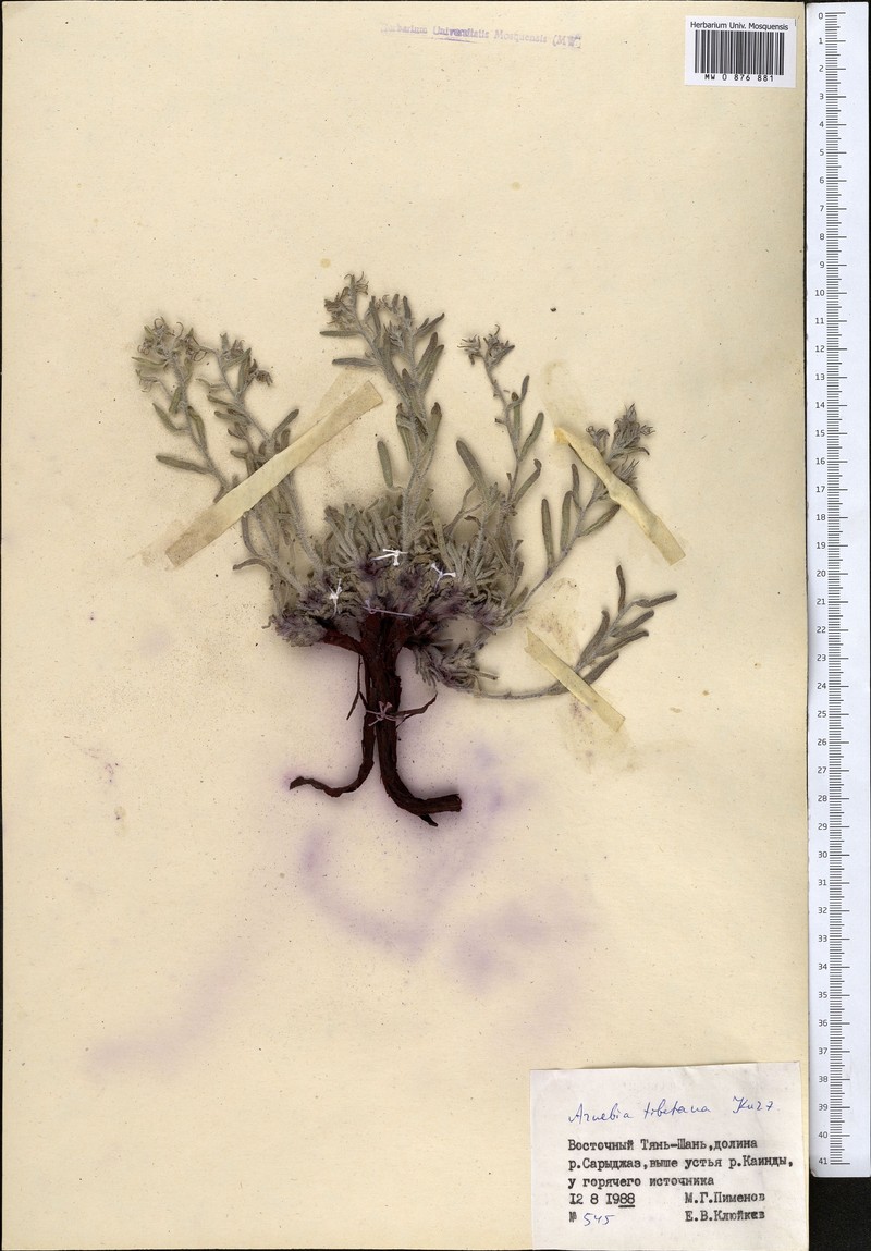 Arnebia guttata subsp. guttata photo 4